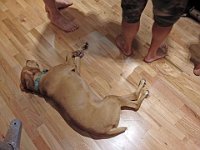 Woodley’s dog takes up floor space