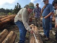 02 - Richard Hearne measures a koa log